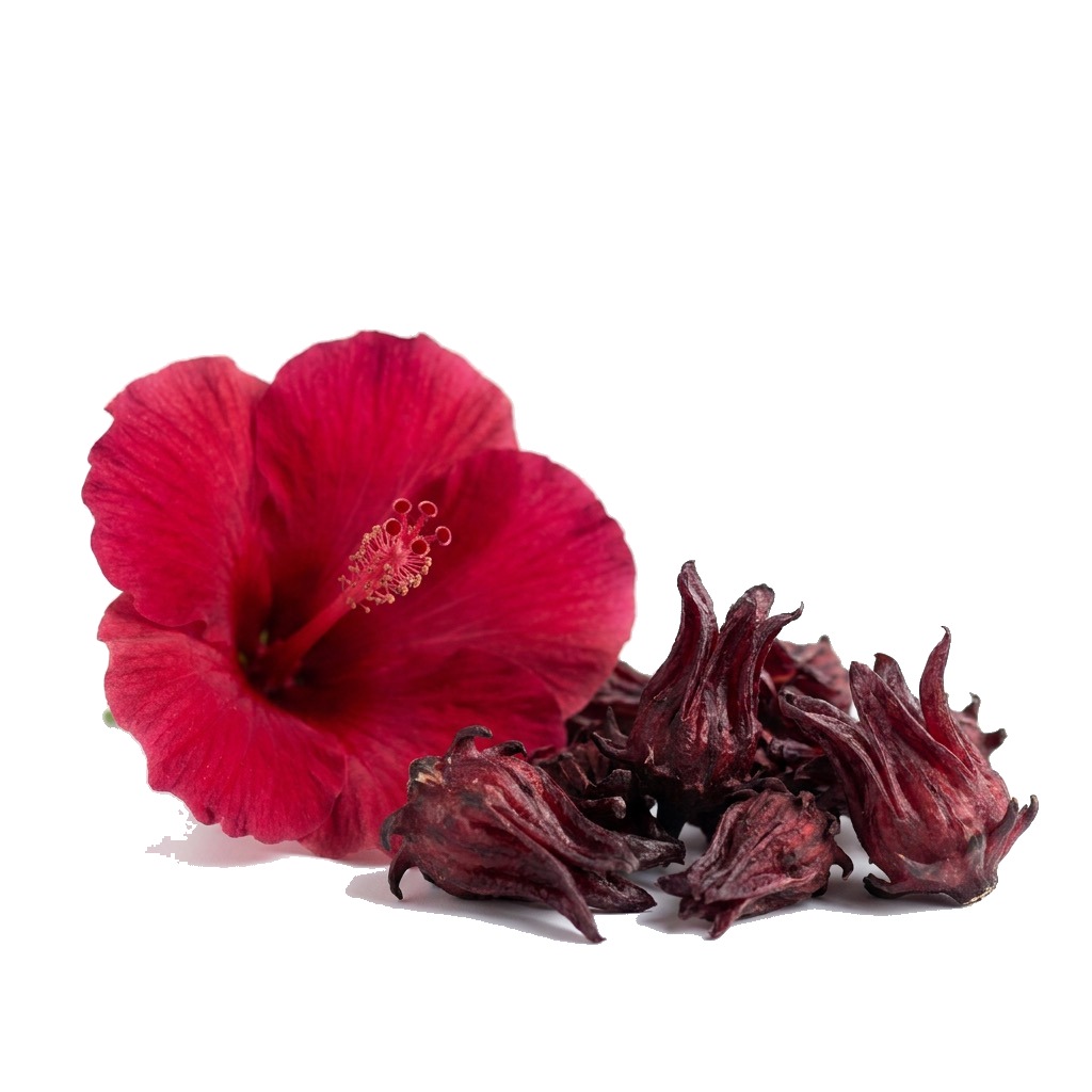 Hibiscus