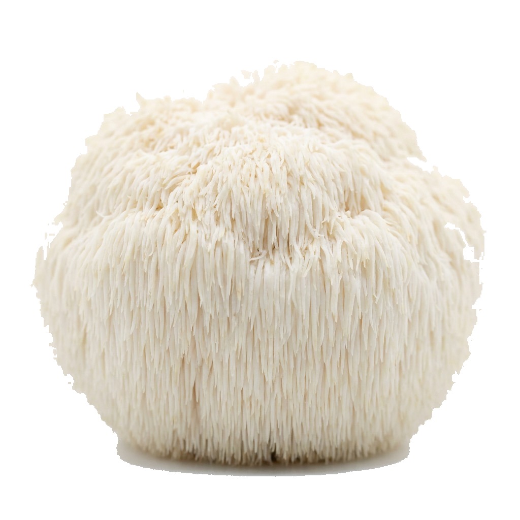 Lion's Mane
