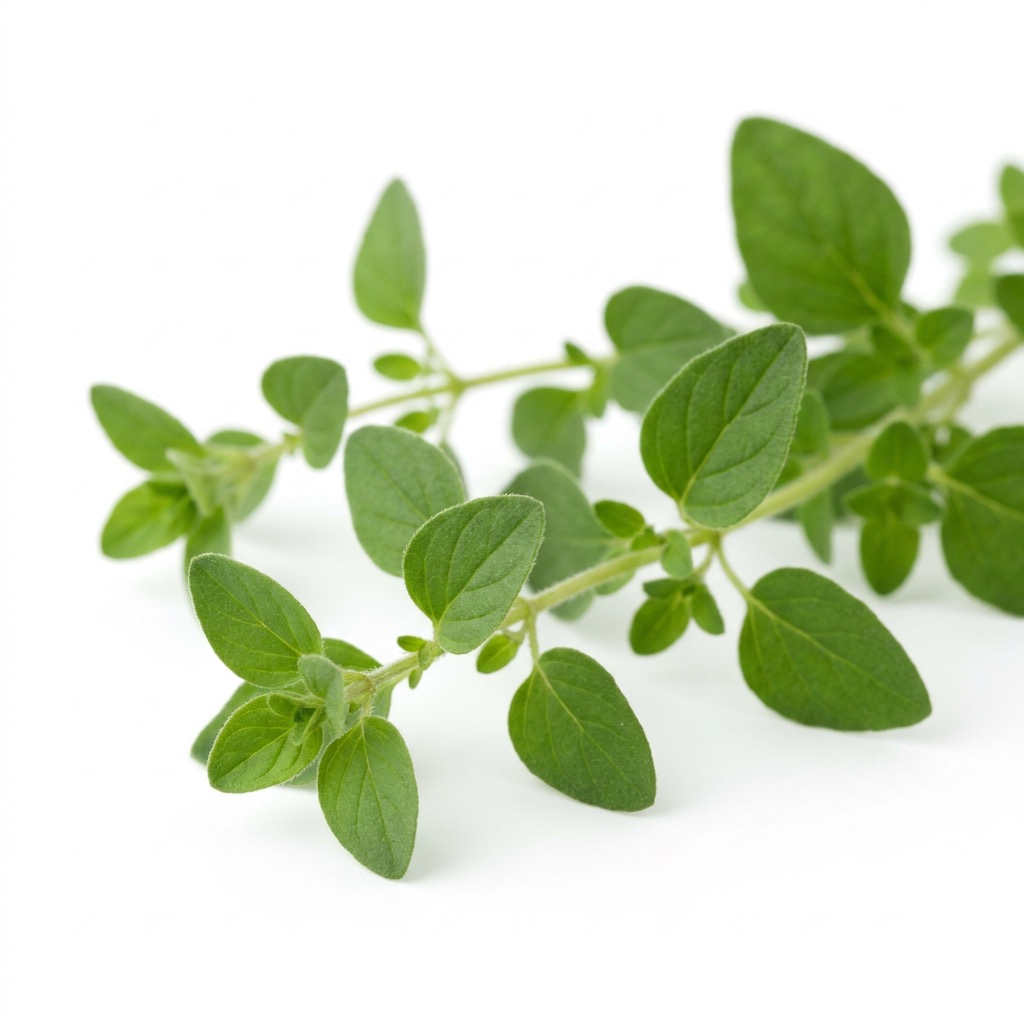 Oregano